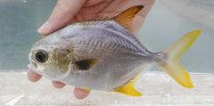 Trachinotus anak