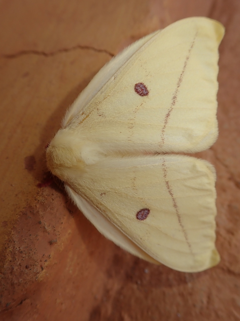 Tagoropsis hanningtoni