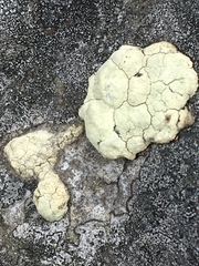 Protoparmeliopsis pinguis