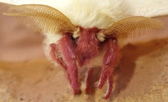 Tagoropsis hanningtoni