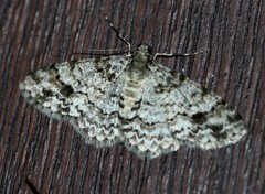 Myrioblephara desumpta