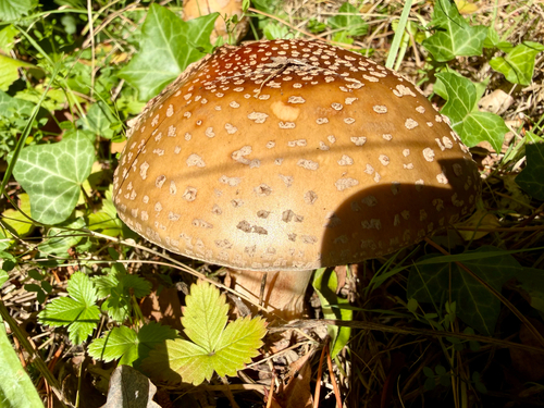 Amanita rubescens — (c) Kieran Roy Powell, some rights reserved (CC BY)