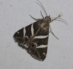 Grammodes pulcherrima
