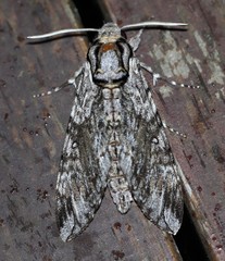Agrius godarti