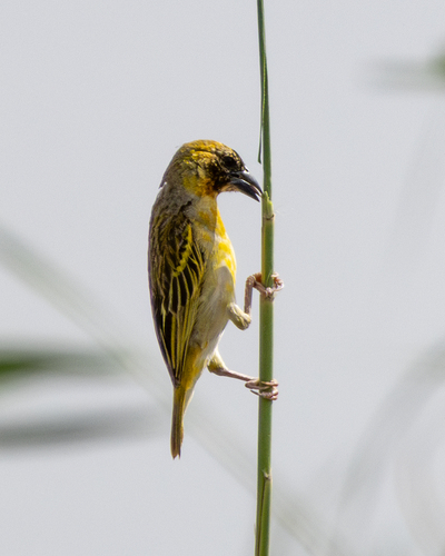 Tejedor cabecinegro (Ploceus melanocephalus)