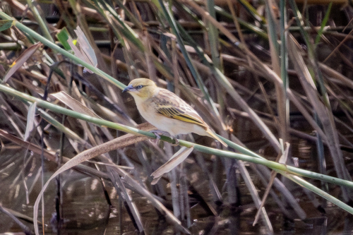 Tejedor cabecinegro (Ploceus melanocephalus)
