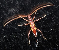 Coptocercus multitrichus