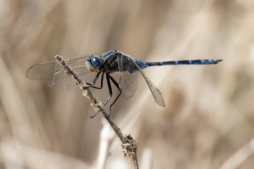 Long Skimmer photo 5