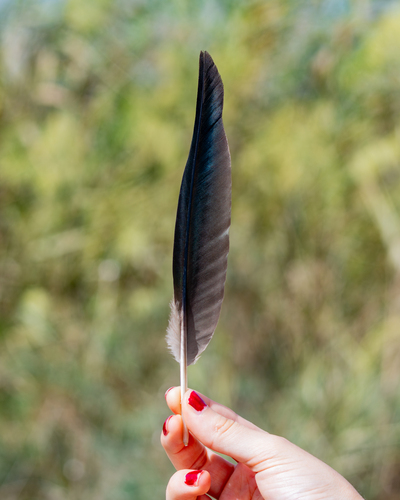 Plume de Ibis falcinelle