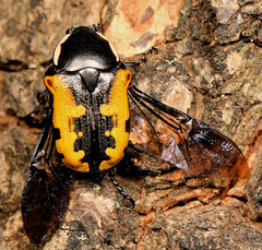 Phoxomela umbrosa