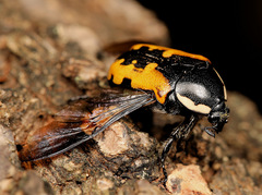 Phoxomela umbrosa