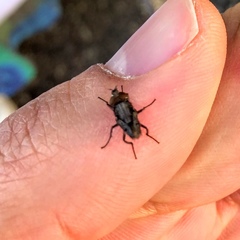 Diptera