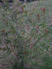 Terminalia australis