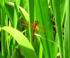 Libellula needhami