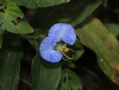 Commelina erecta