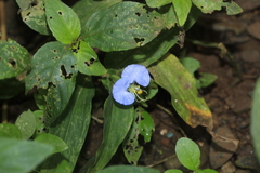 Commelina erecta