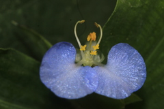 Commelina erecta