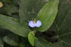 Commelina erecta