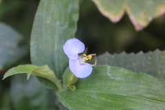 Commelina erecta