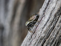 Heliophanus potanini