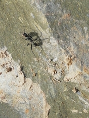 Aphaenogaster senilis
