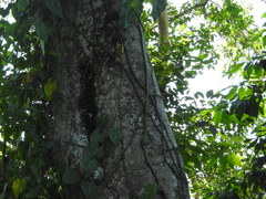 Brosimum alicastrum