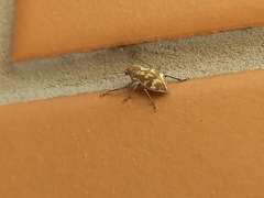 Parapantomorus fluctuosus