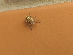 Parapantomorus fluctuosus