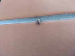 Parapantomorus fluctuosus