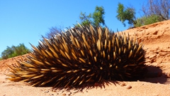 Tachyglossus aculeatus acanthion