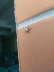 Parapantomorus fluctuosus