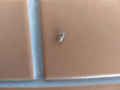 Parapantomorus fluctuosus