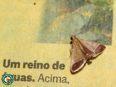 Hypsopygia amoenalis