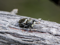 Heliophanus potanini