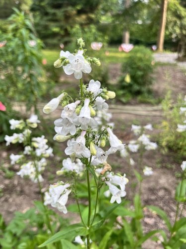 Penstemon digitalis iNat (3)