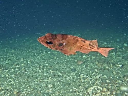 Big-eyed rock-fish (Sebastes zacentrus) — Sebastidae