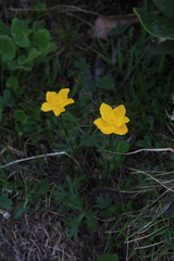 Anemonastrum speciosum
