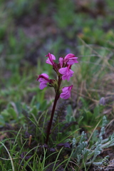 Pedicularis nordmanniana