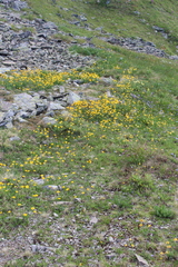 Anemonastrum speciosum