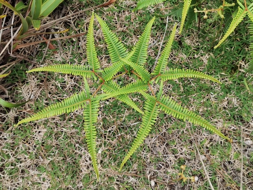 Gleicheniaceae image