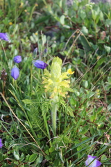 Pedicularis condensata