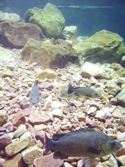 Hephaestus fuliginosus