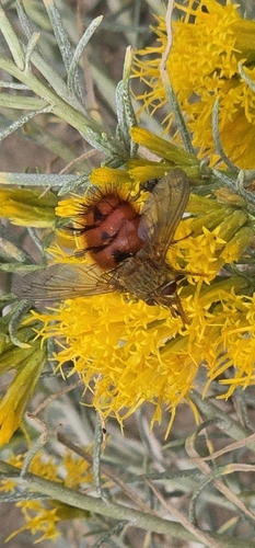 Unknown species found near Dubois, WY 82513, USA