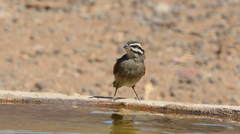 Emberiza capensis