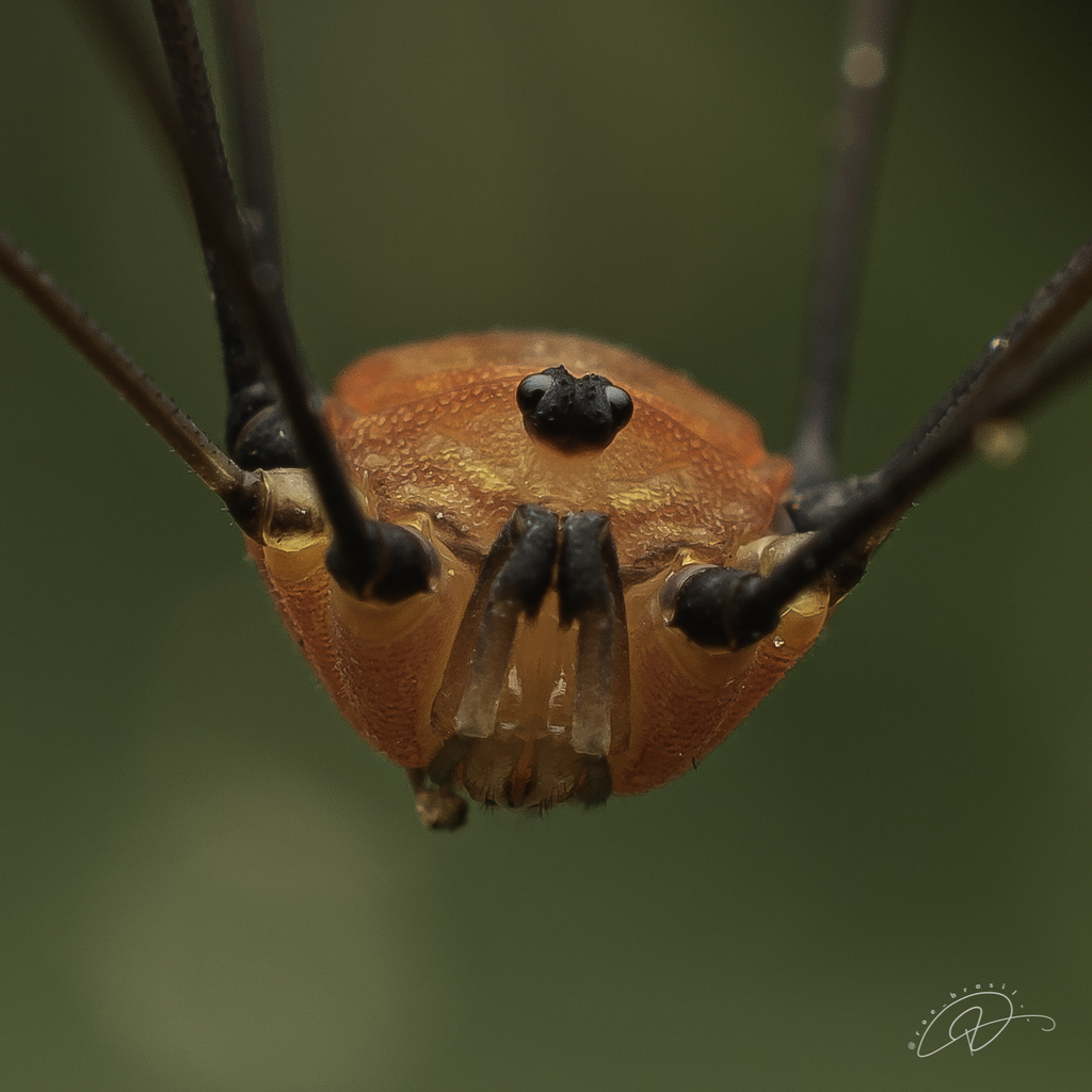 daddy longlegs