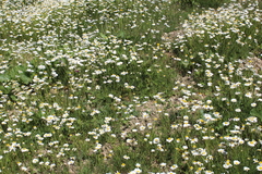 Tripleurospermum caucasicum