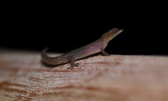 Sphaerodactylus guanajae