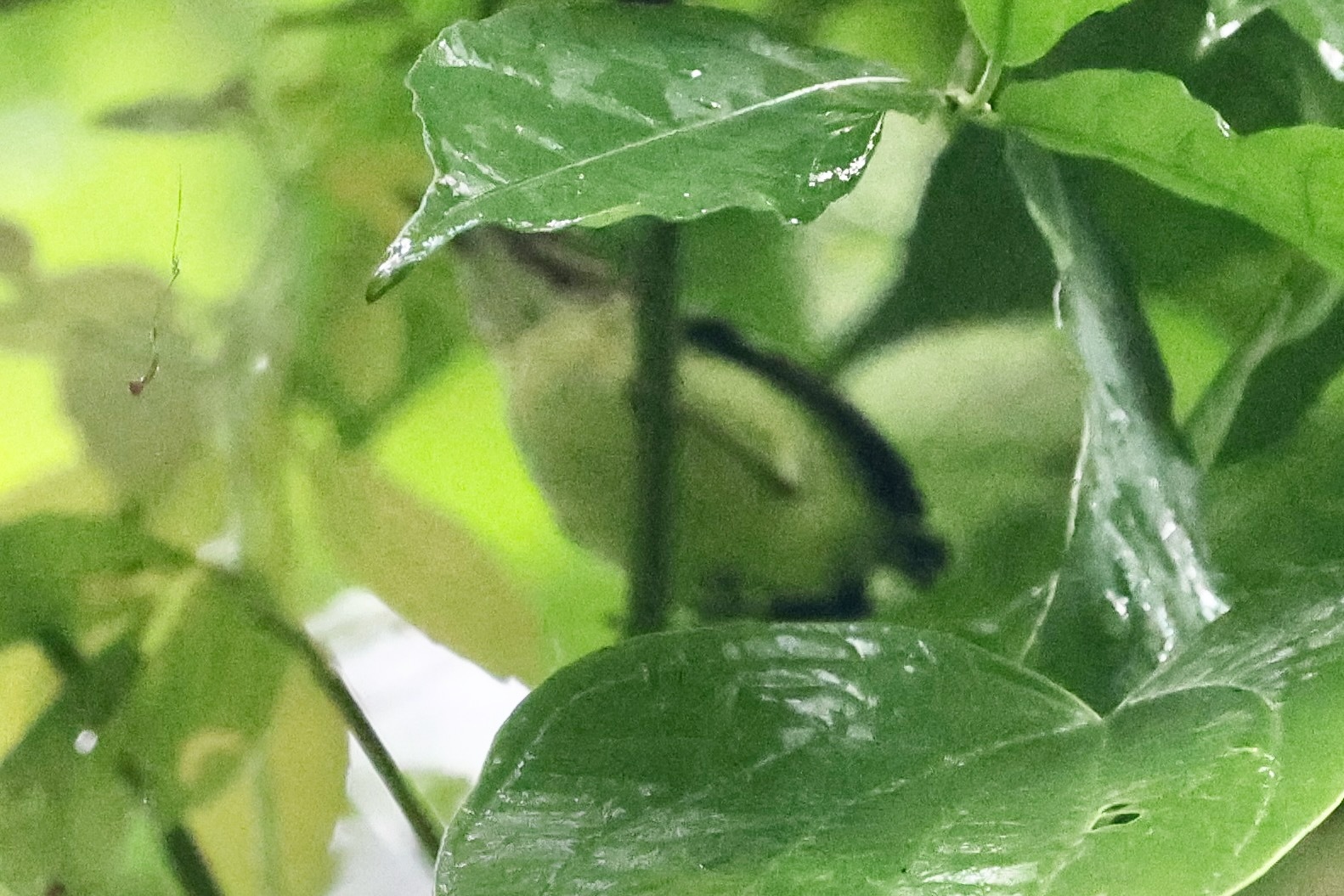 Moustached Antwren (Myrmotherula ignota), photo 4