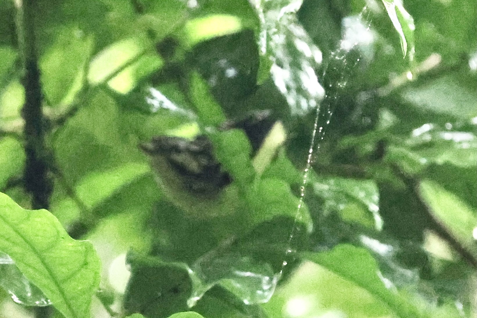 Moustached Antwren (Myrmotherula ignota), photo 3