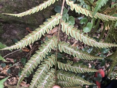 Woodwardia japonica